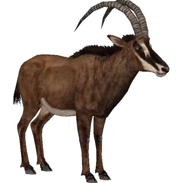 Sable Antelope Wildlife Illustration