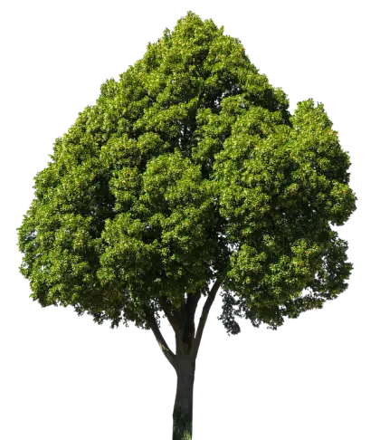 Green leafy tree with dense foliage