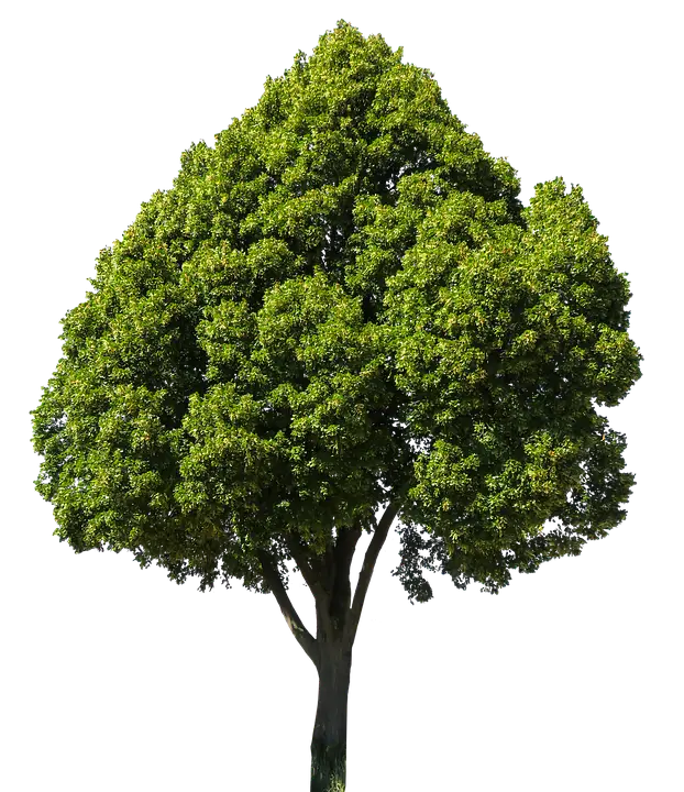 Green leafy tree with dense foliage