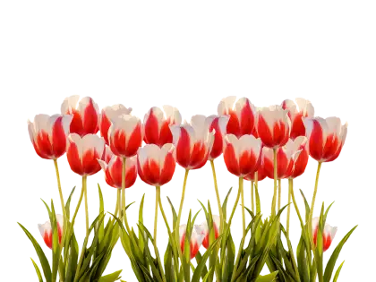 Red and White Tulips
