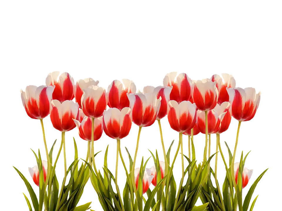 Red and White Tulips