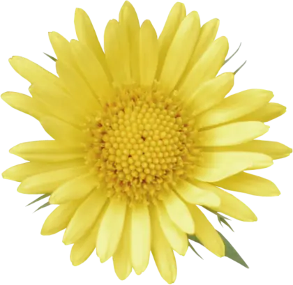Bright Yellow Flower with Petals