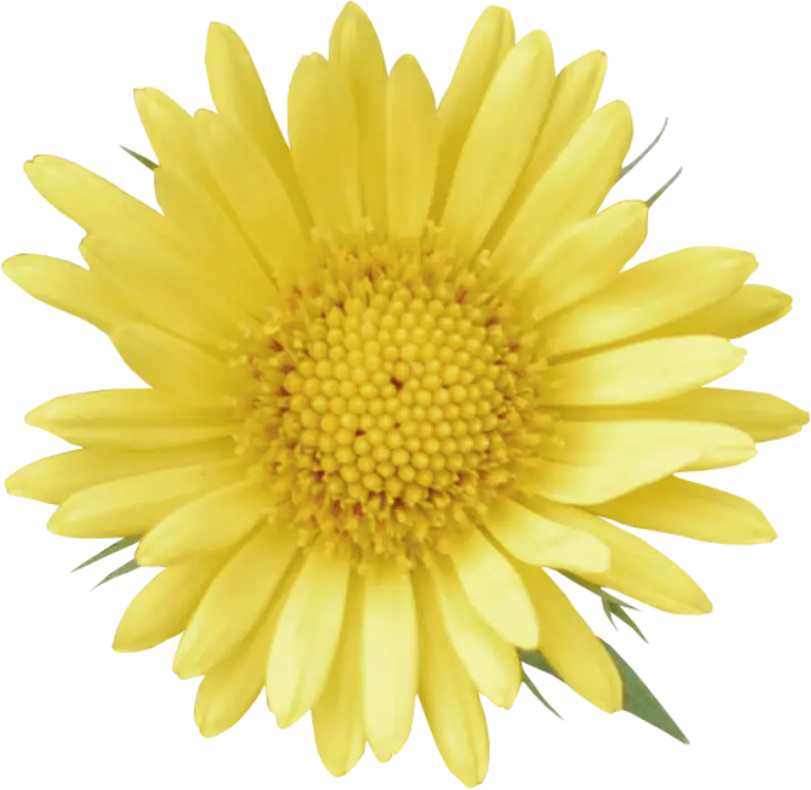 Bright Yellow Flower with Petals