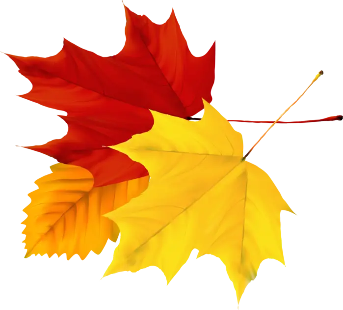 Colorful Maple Leaves for Autumn Season