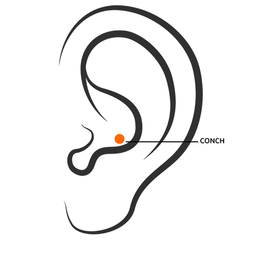 Ear with Conch Piercing