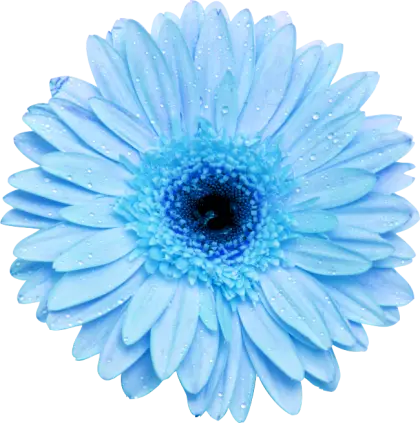 Blue Daisy Flower with Dew Droplets