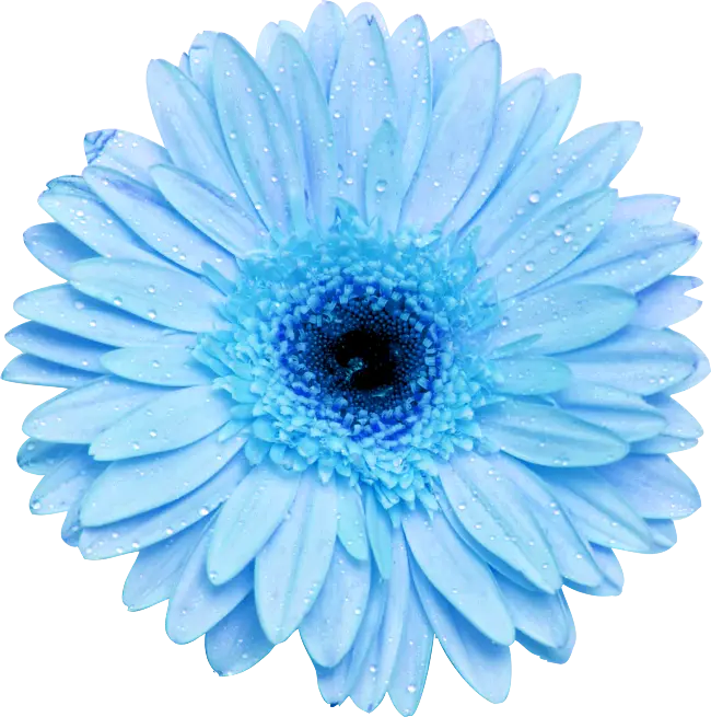 Blue Daisy Flower with Dew Droplets