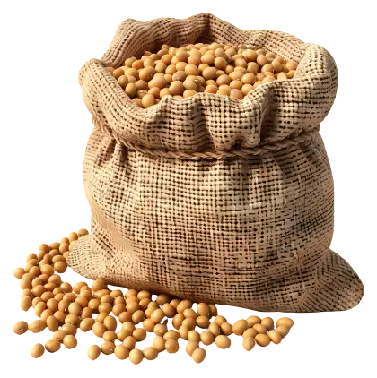 Burlap Sack Filled with Soybeans