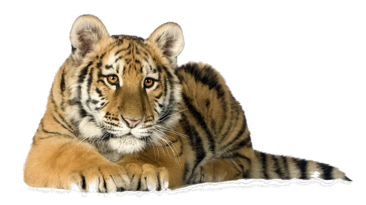 Young Tiger Cub Resting on Ground