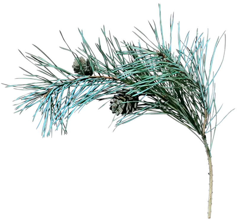 Pine Branch with Cones for Seasonal Decor