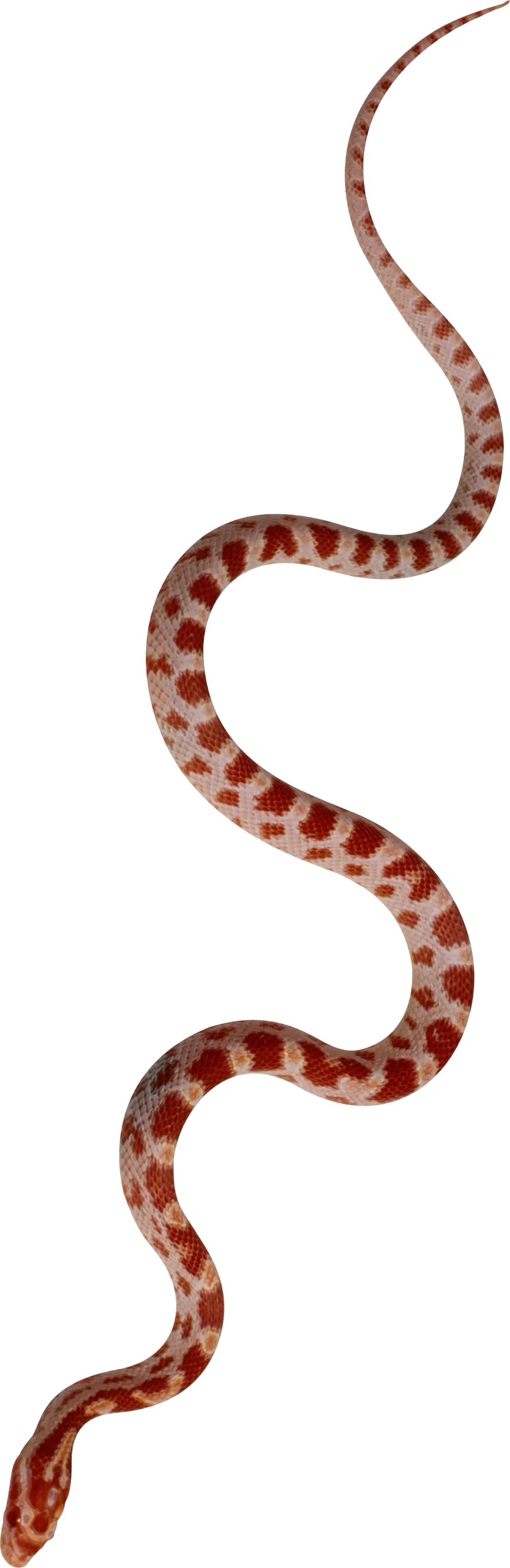 Red Snake with Patterned Scales