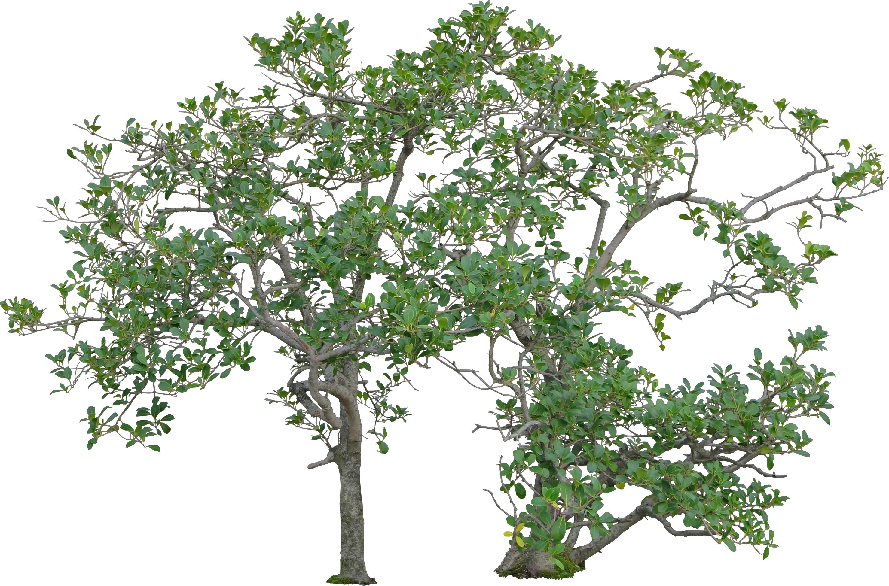 Green Leafy Tree Illustration