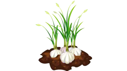 Growing Garlic Sprouts in Soil