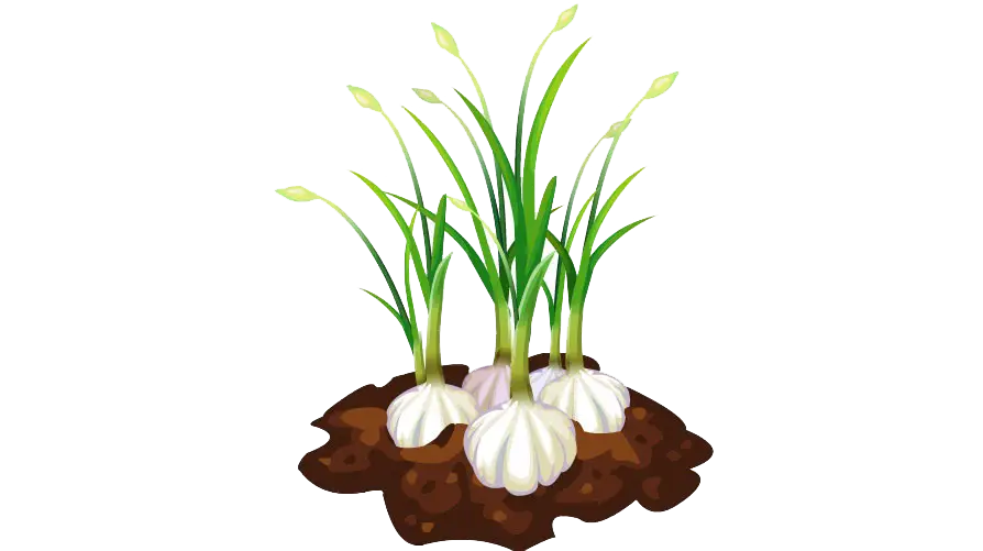 Growing Garlic Sprouts in Soil