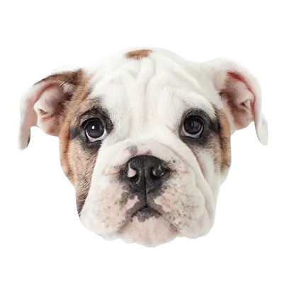 Adorable Bulldog Puppy