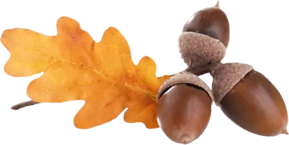 Acorns with Oak Leaf