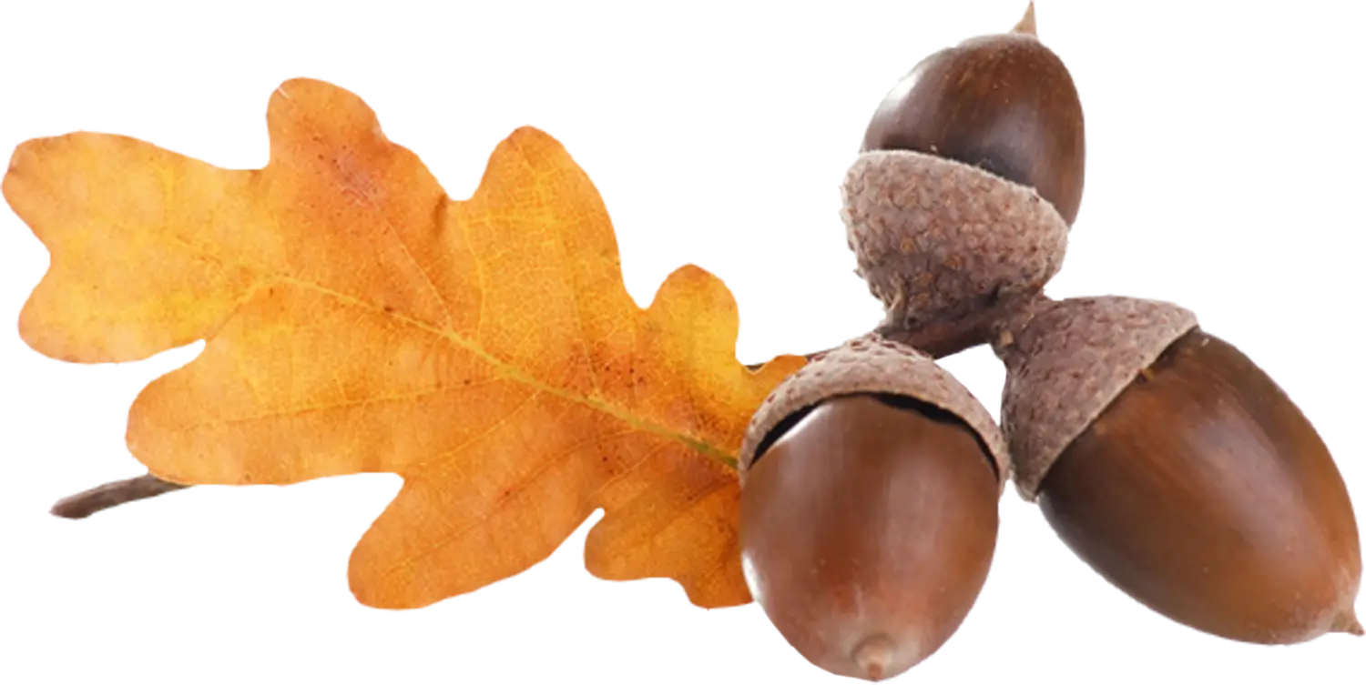 Acorns with Oak Leaf
