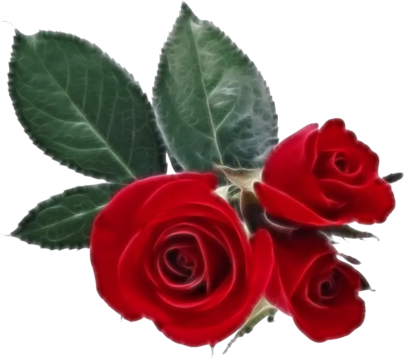 Red Roses with Green Leaves
