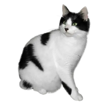 Black and White Domestic Cat Sitting