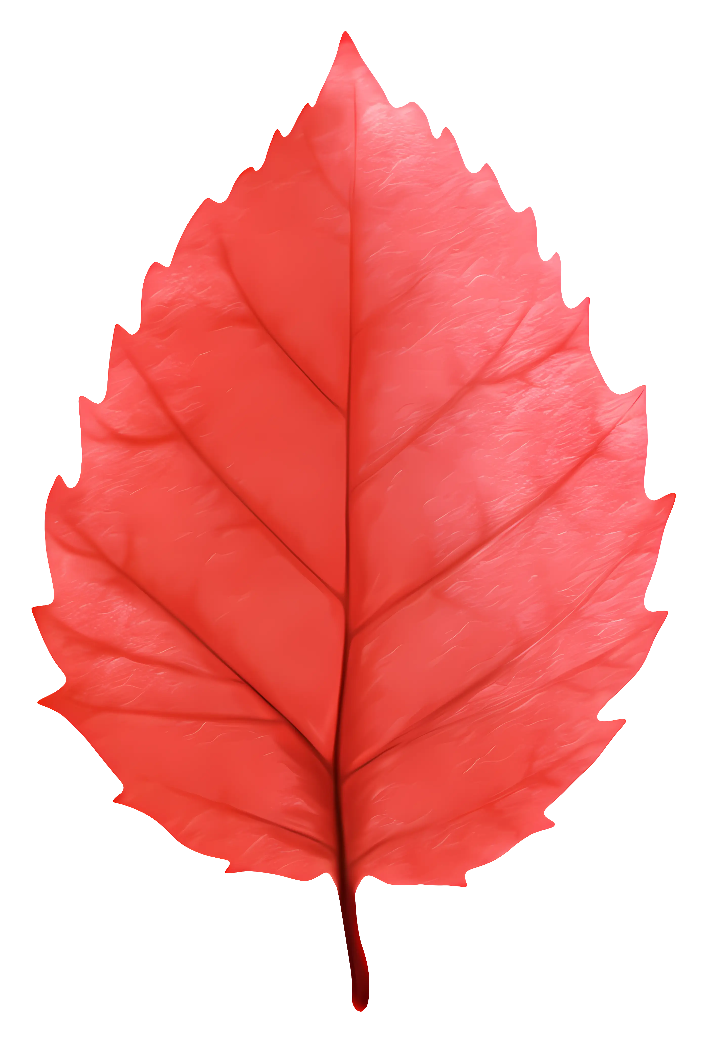 Red Leaf in Autumn
