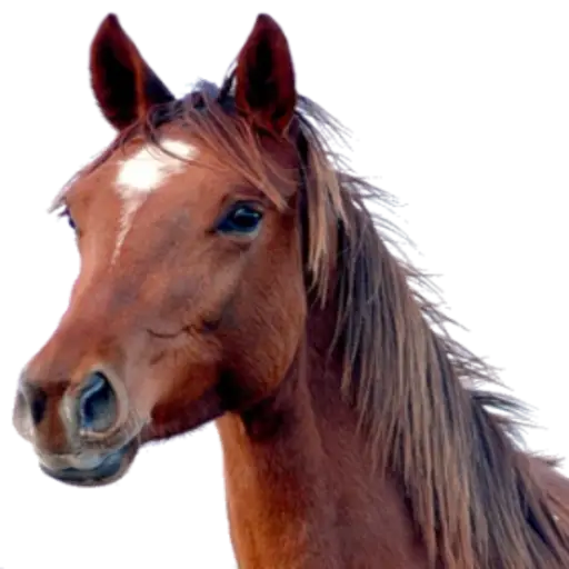 Closeup portrait of a brown horse