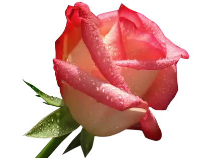 Dewy Pink Rose Illustration