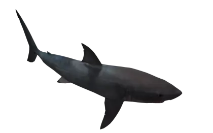 Shark Illustration with Minimalistic Details