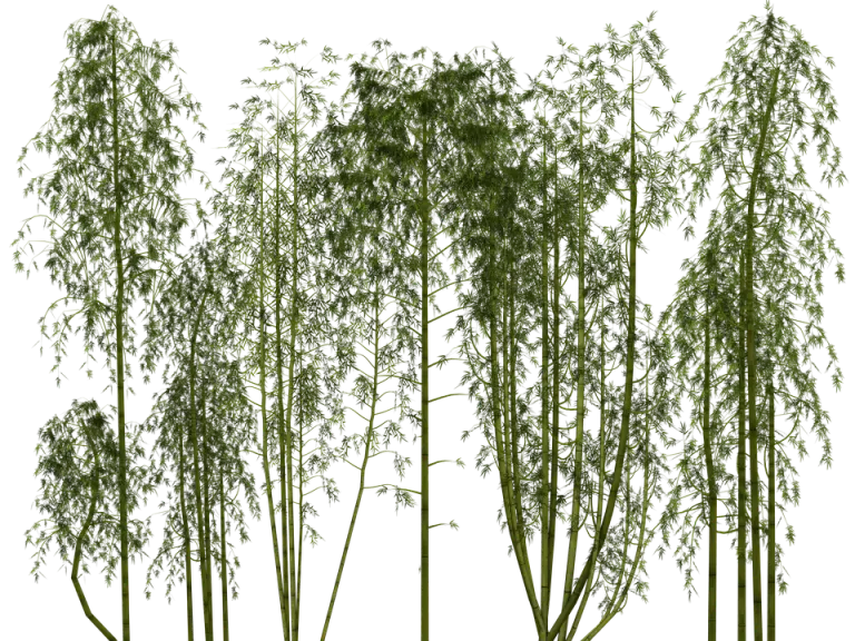 Tall Bamboo Trees in Green Illustration