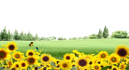 Bright Sunflowers in a Lush Field