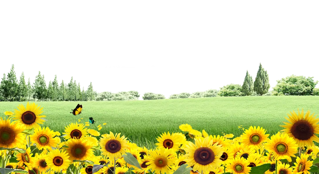 Bright Sunflowers in a Lush Field