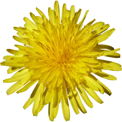 Bright Yellow Flower