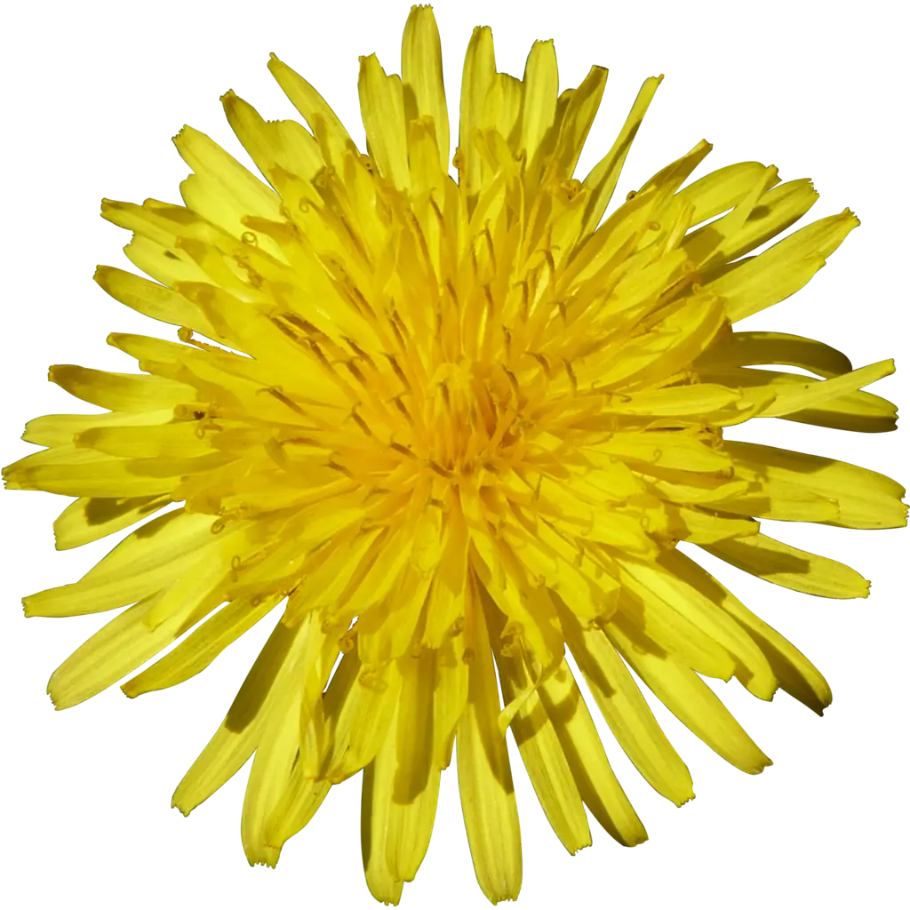 Bright Yellow Flower