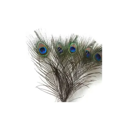 Colorful Peacock Feathers