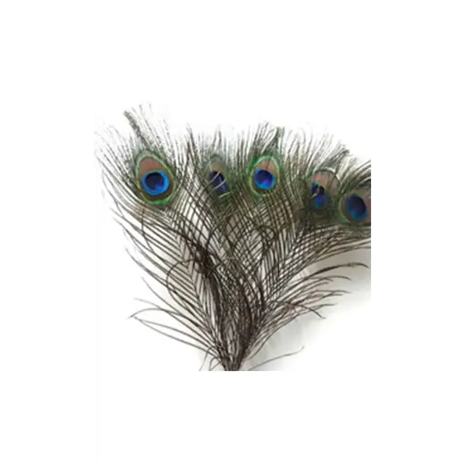 Colorful Peacock Feathers