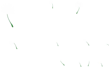 Floating Dandelion Seeds