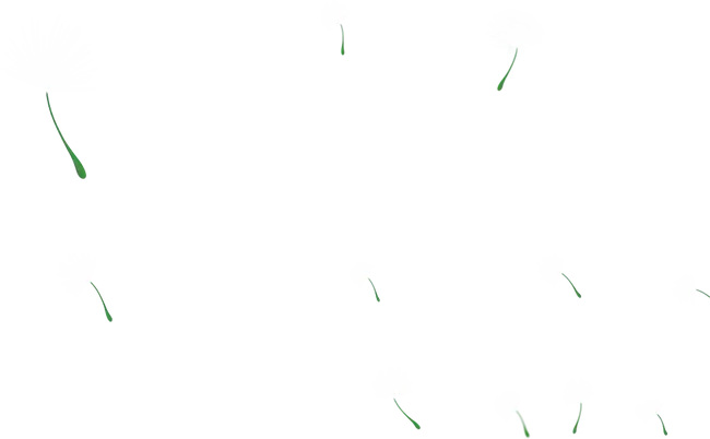Floating Dandelion Seeds