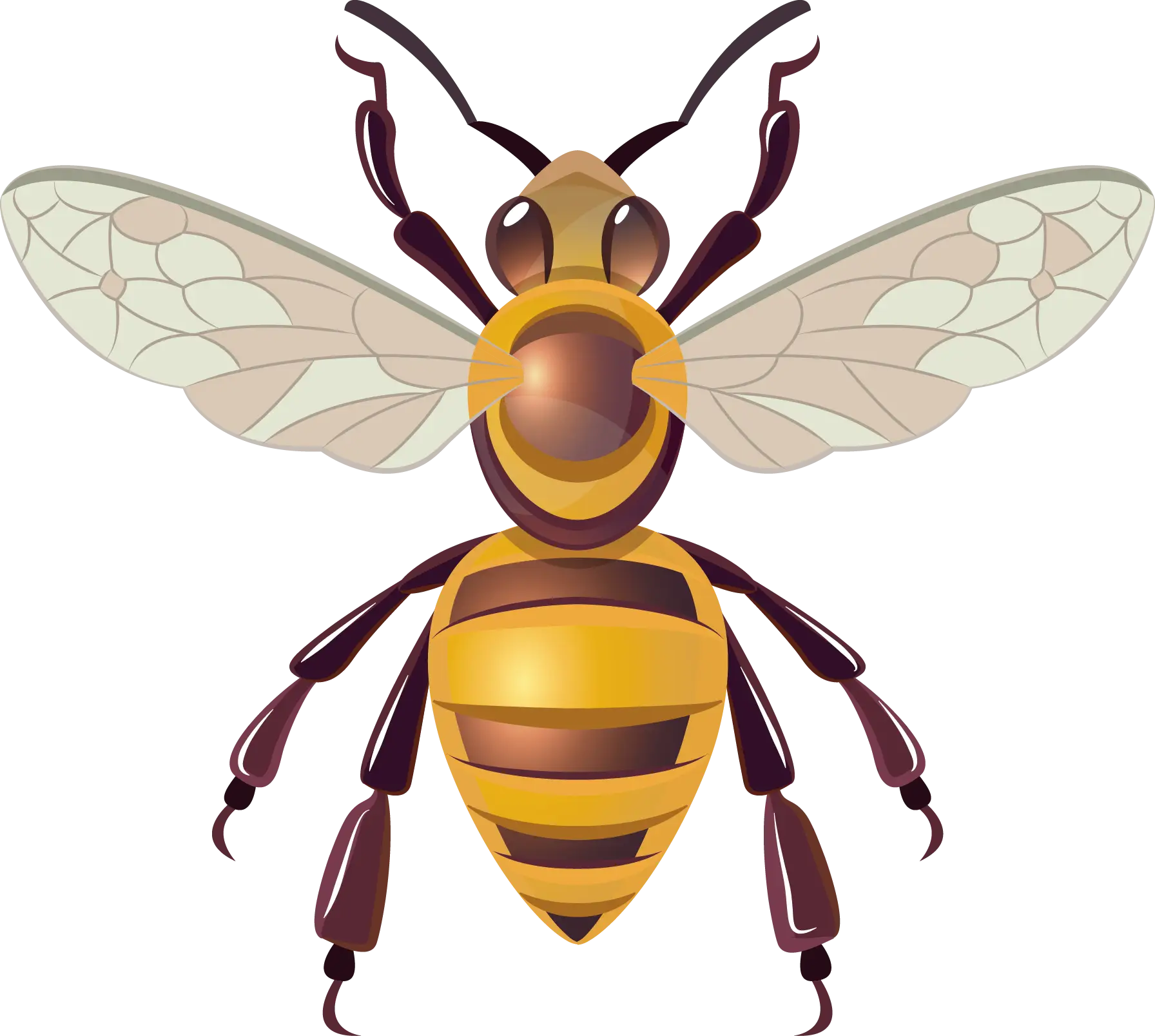 Honeybee Illustration with Wings Expanded