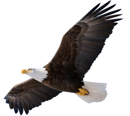 Bald Eagle in Flight