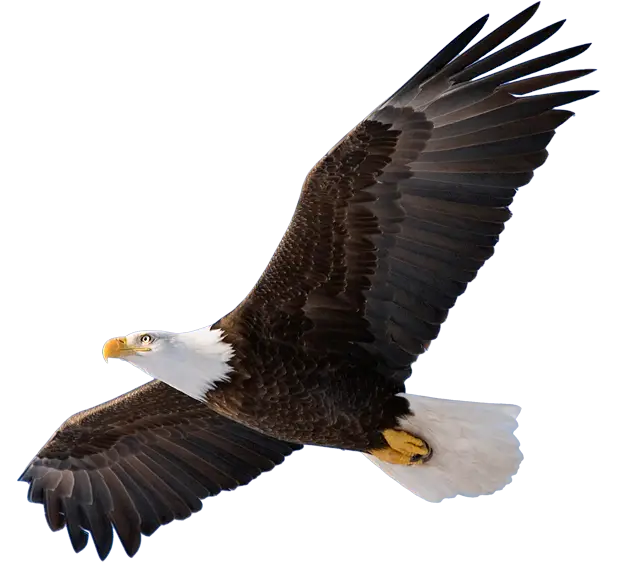 Bald Eagle in Flight