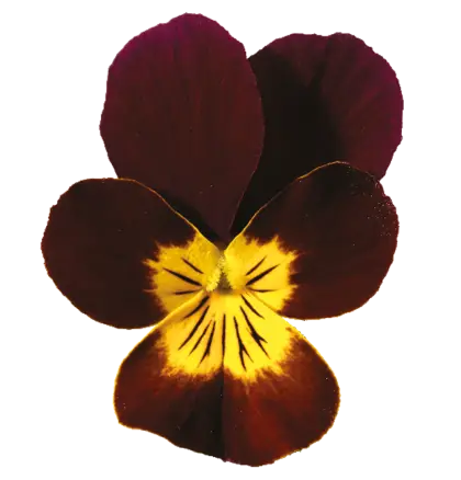 Purple and Yellow Pansy Flower Close-Up