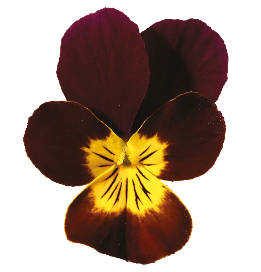 Purple and Yellow Pansy Flower Close-Up