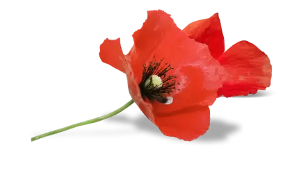 Red Poppy Flower