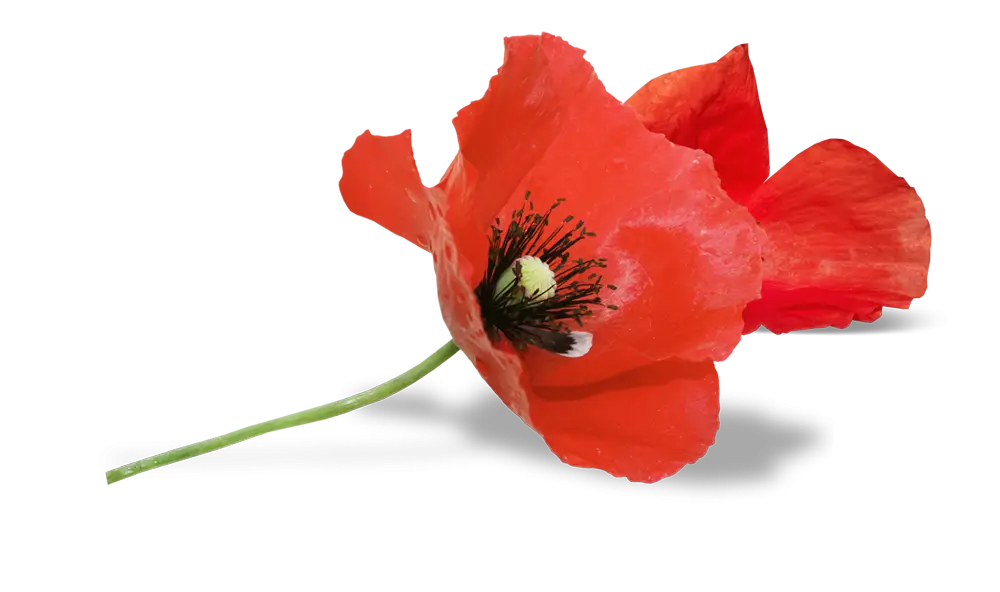 Red Poppy Flower