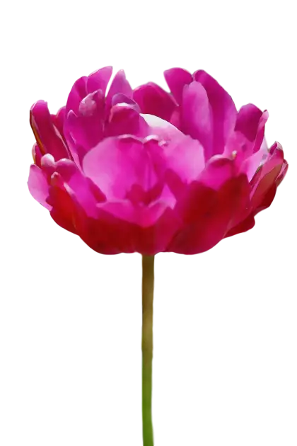 Realistic Pink Flower Illustration