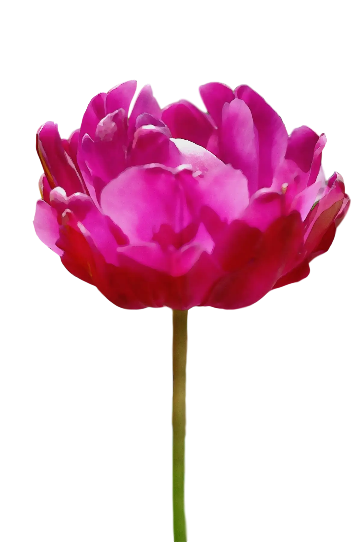 Realistic Pink Flower Illustration