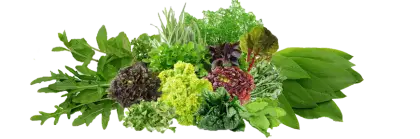 Fresh Green Herbs