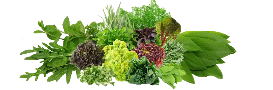 Fresh Green Herbs