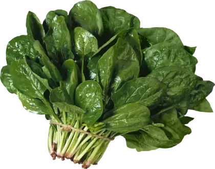 Fresh Spinach Bunch for Cooking