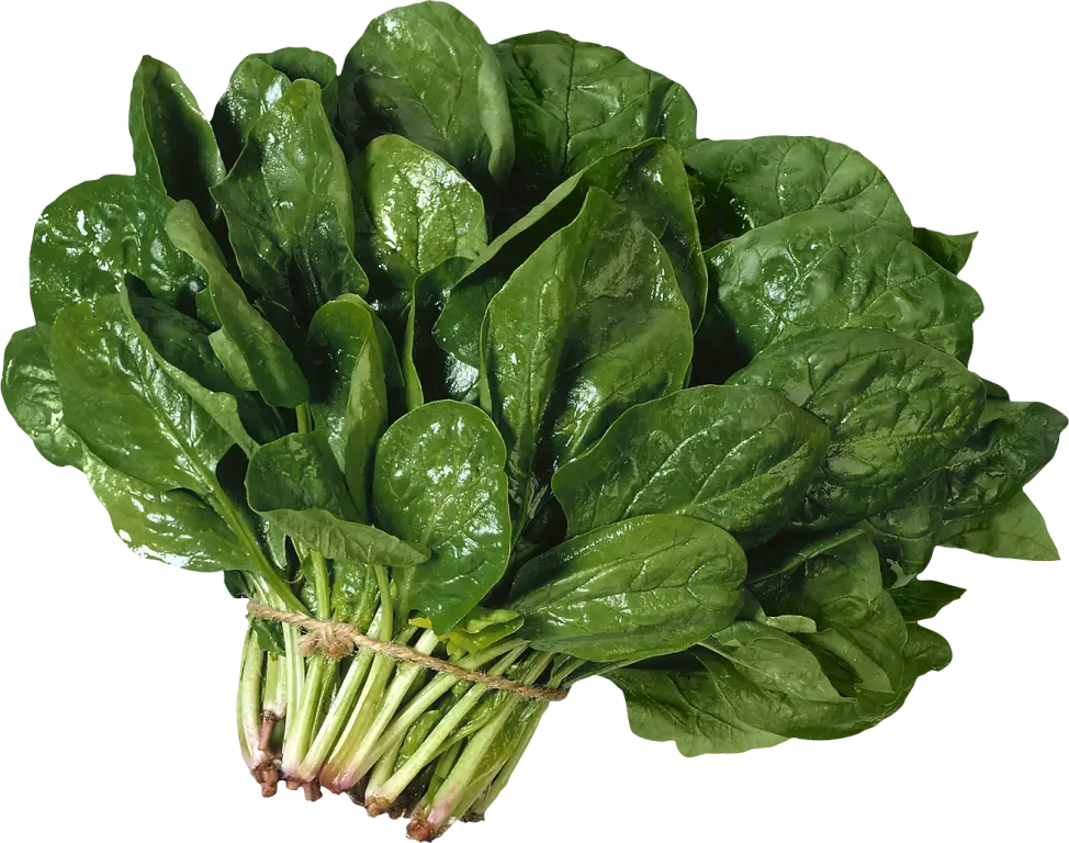 Fresh Spinach Bunch for Cooking