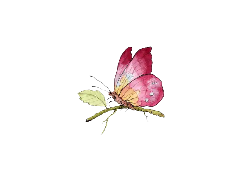 Pink Butterfly on Branch